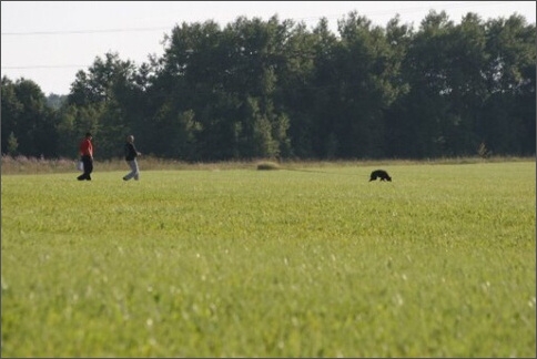 Sasha - Estonia championship 2007  in IPO 3